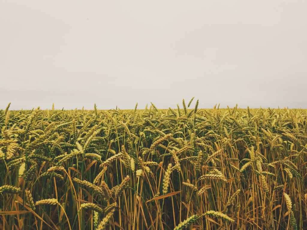 Engineered Food Shortages