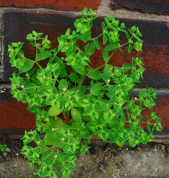 Healing Skin Cancer with Milkweed | God’s Provision Against the&nbsp;Curse